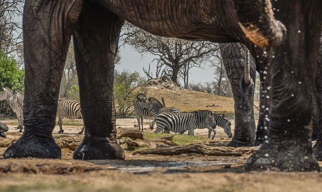 Hwange waterhole teaming with wildlife