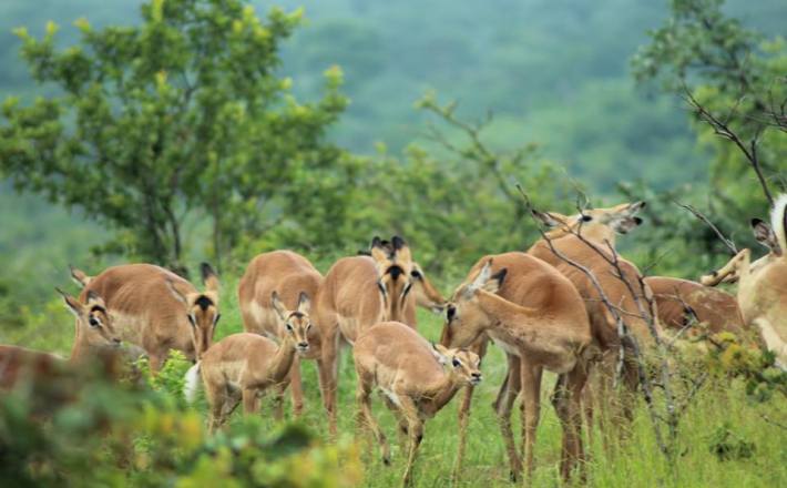 Impala