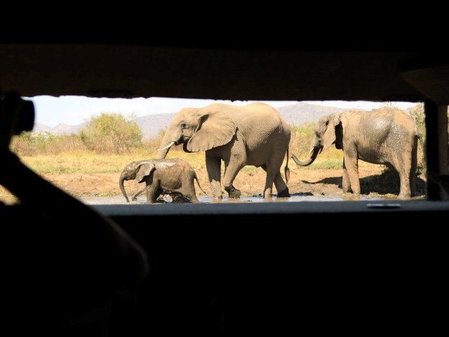 Elephants at the hide