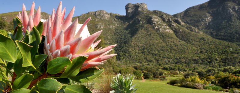 Kirstenbosch Botanical Gardens