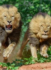 Watch the feast of the beasts, go on a game drive, and interact with the largest land mammal in the world! Victoria Falls activity discounted package