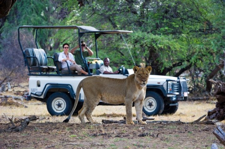 Game drive in Hwange National Park