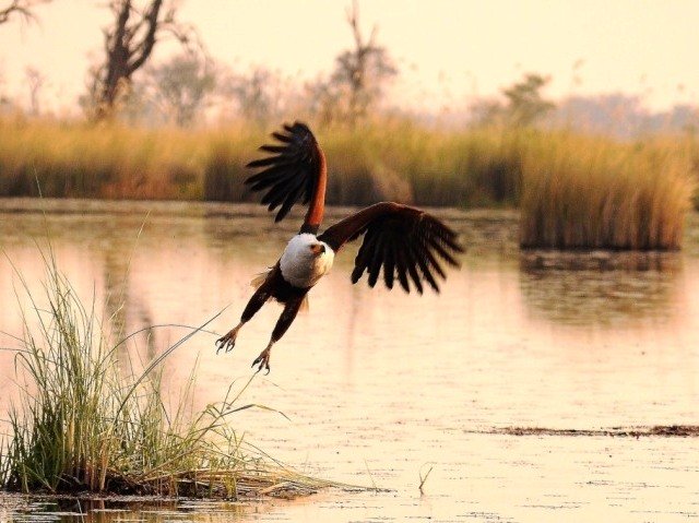 African Fish Eagle