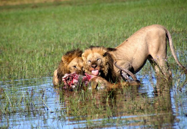 Lion brothers feeding