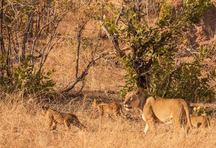 Dry season = Big game viewing