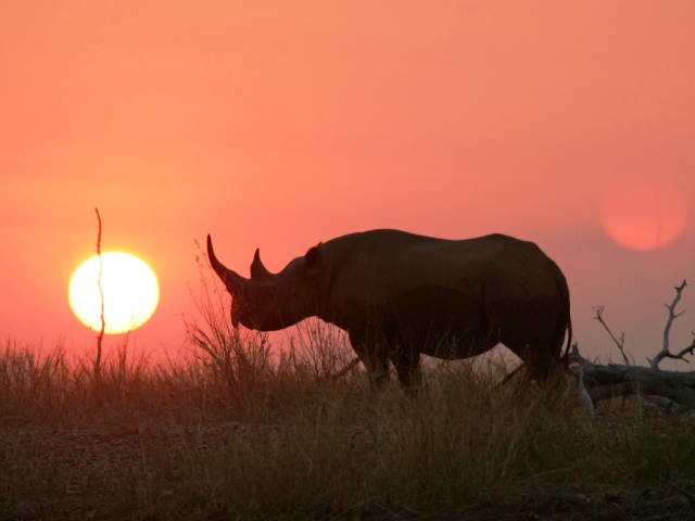 The big five are protected in Matusadona