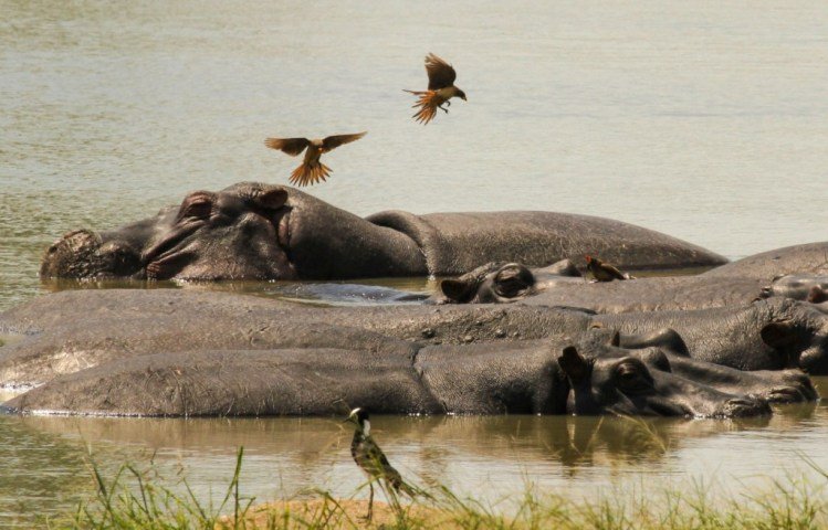 Hippos cooling in the water