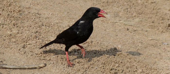 Buffalo weaver (photo by Bernard DUPONT)