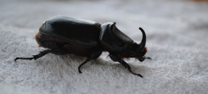 Rhino beetle