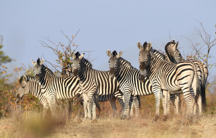 Wonderful wildlife
