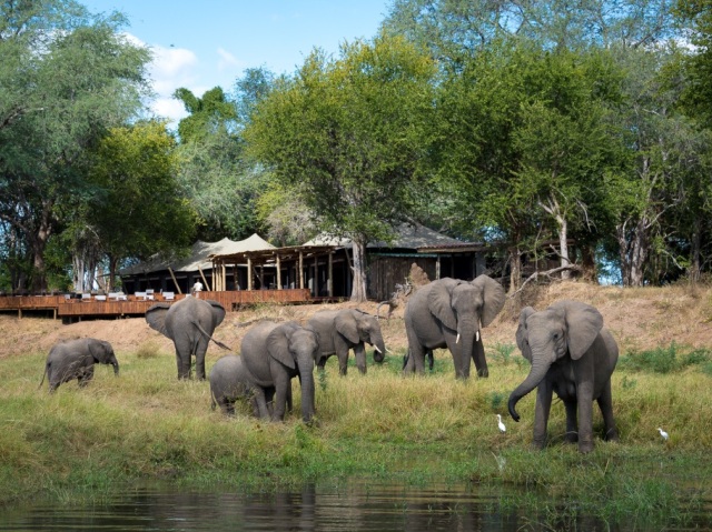 Elephants in front of main lodge at Ruckomechi Camp, Mana Pools