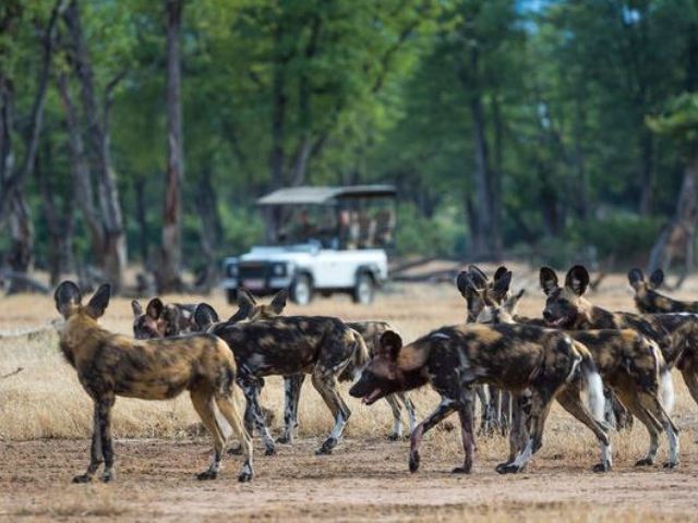 Painted dogs in Mana Pool