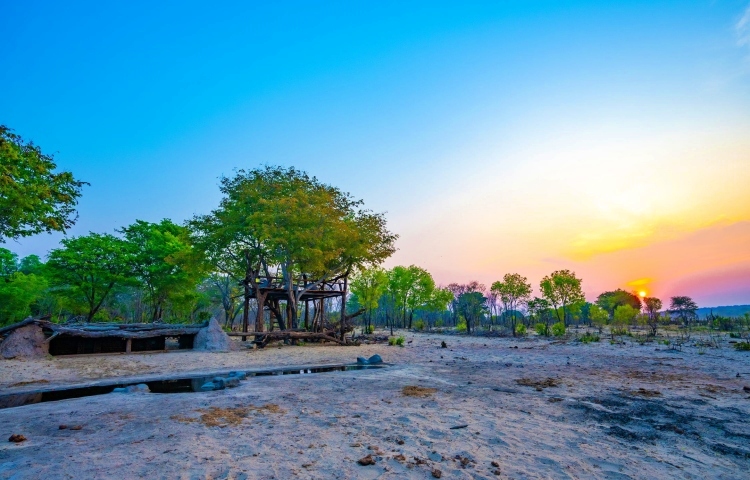 Tree platform and underground hide