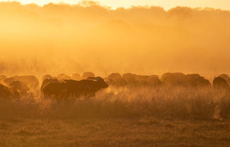 Large buffalo herds