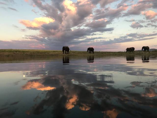 Elephants grazing at Lake Kariba