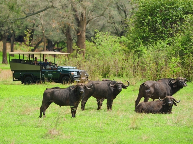 Cape buffalo