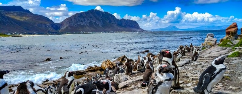 Stoney Point Penguin Colony