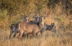 And in the Zambezi National Park