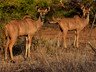 Game drives in Zambezi National Park