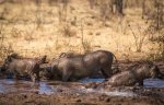 Warthogs enjoying the muddy Masuwe