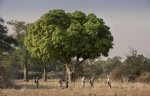 ...as are guided walks and game drives