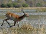 An antelope in the Moremi Game reserve