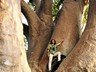 Chapmans Baobab tree near the Makgadikgadi Pans