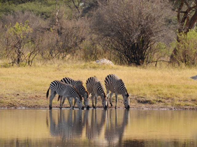 Guests at the pan