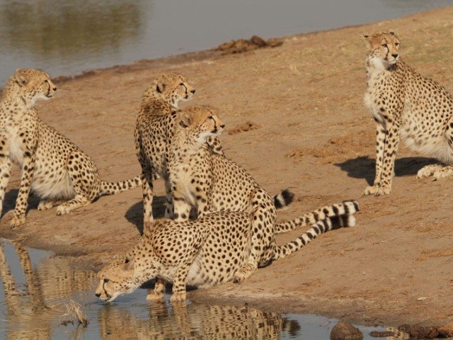 Big cats in Hwange