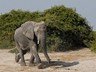 Elephant in the Savute area