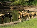 Wild dogs by the pan