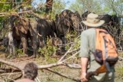 Walking safari in Victoria Falls