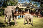 The Elephant Cafe exprience near Victoria Falls