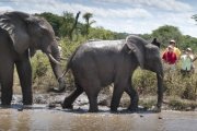 Elephant encounter in Victoria Falls