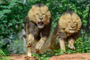 Lion walk in Victoria Falls