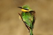Bee eater in Zambezi National Park, Victoria Falls, Zimbabwe