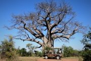 Big Tree on Zambezi Drive, Victoria Falls, Zimbabwe