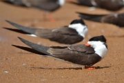 Birding safari in Victoria Falls