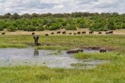 Chobe trip on the Chobe river