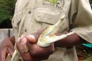 Tour the reptile and crocodile park in Victoria Falls