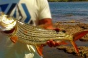 Fishing for tiger in Victoria Falls