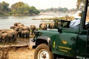 Elephants on the Zambezi River, Victoria Falls, Zimbabwe