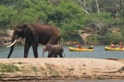 Upper Zambezi River Raft float