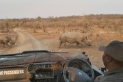 Rhino search game drive