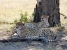 Chilling cheetah
