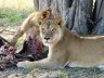 Lions at lunch