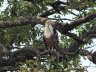 African fish eagle