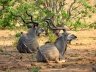 Kudu on a break