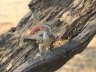 Red-billed hornbill