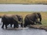 Elephants in Chobe